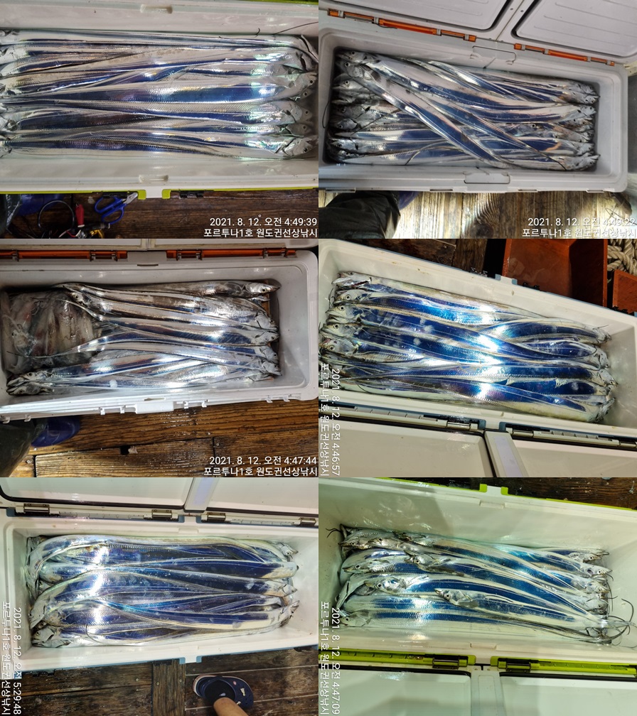 ((**여수포르투나**)) 갈치다녀왔습니다..